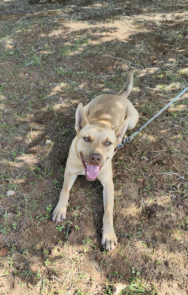 Marley un bellissimo cucciolone non riesce ancora a trovare casa Foto 8