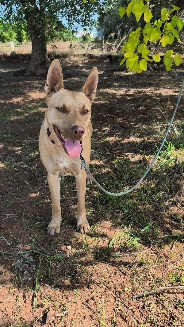 Marley un bellissimo cucciolone non riesce ancora a trovare casa Foto 9