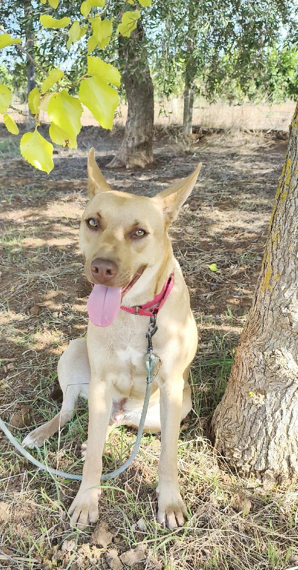 Marley un bellissimo cucciolone non riesce ancora a trovare casa Foto 10