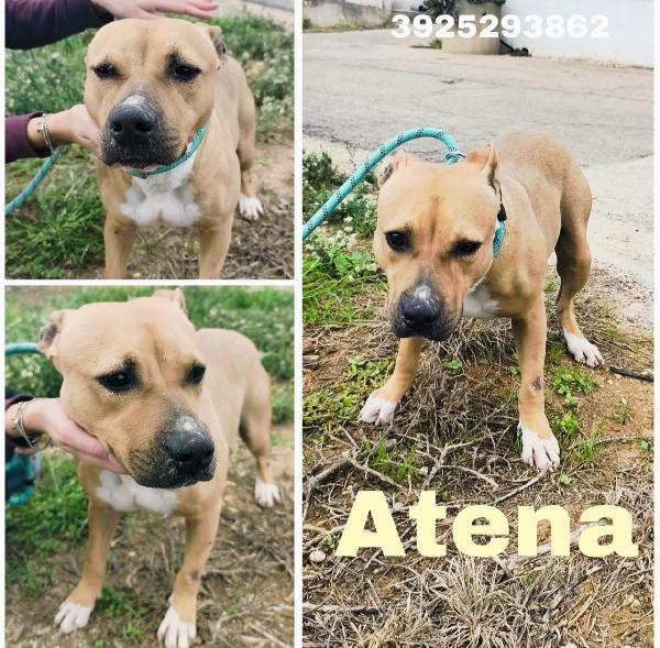 Atena Una Bellissima E Giovane Amstaff In Adozione 