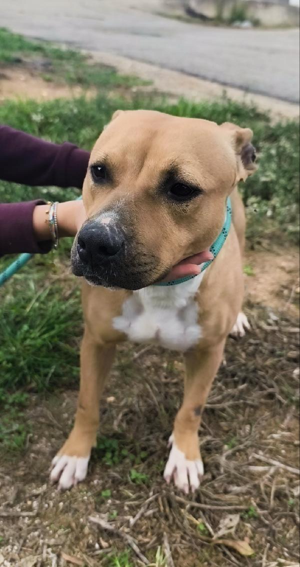 Atena una bellissima e giovane Amstaff in adozione  Foto 2