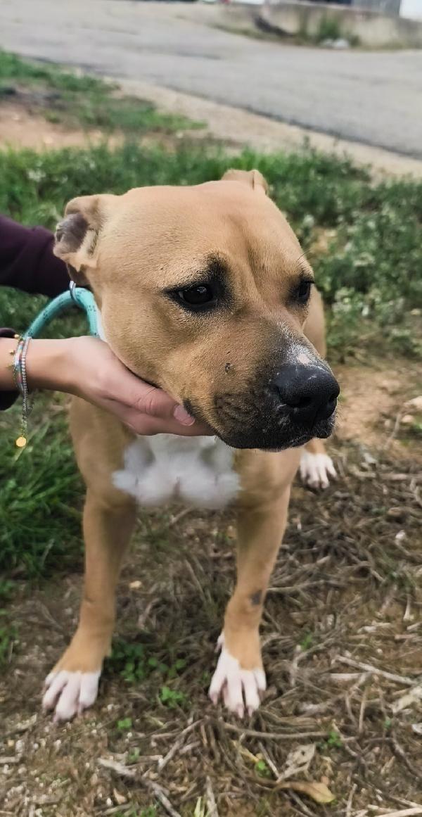 Atena una bellissima e giovane Amstaff in adozione  Foto 3