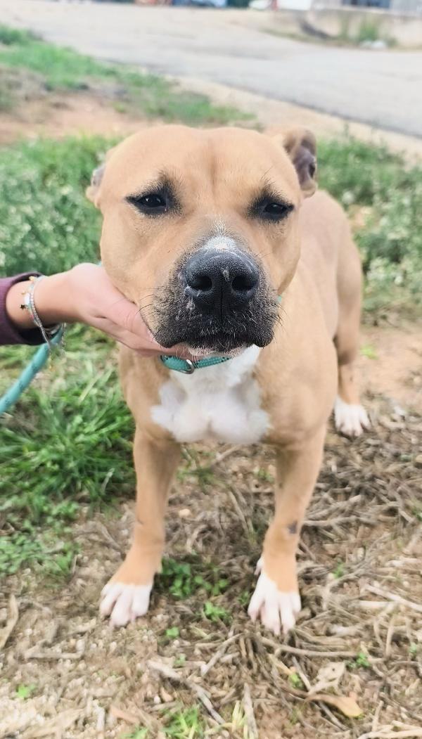 Atena una bellissima e giovane Amstaff in adozione  Foto 5