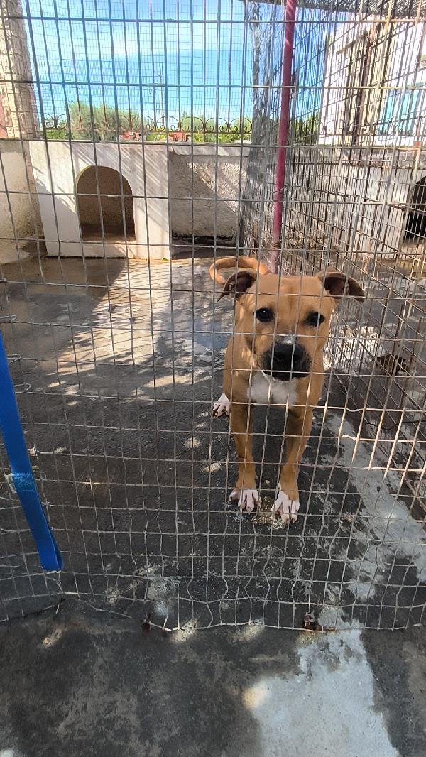 Atena una bellissima e giovane Amstaff in adozione  Foto 7