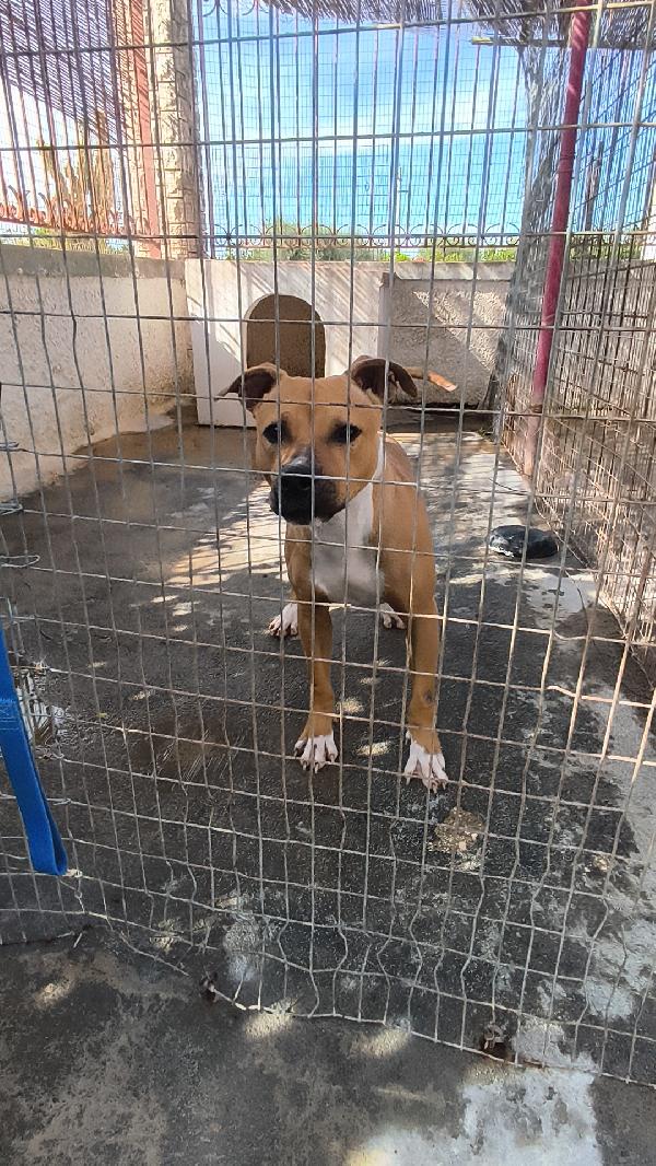 Atena una bellissima e giovane Amstaff in adozione  Foto 8