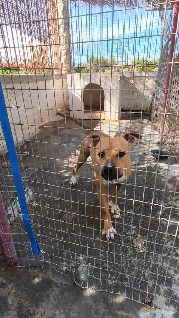 Atena una bellissima e giovane Amstaff in adozione  Foto 9