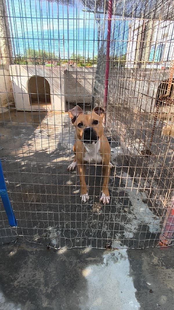 Atena una bellissima e giovane Amstaff in adozione  Foto 10