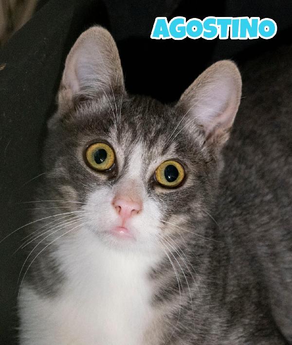 Agostino Un Micino Dagli Occhi Magnetici 