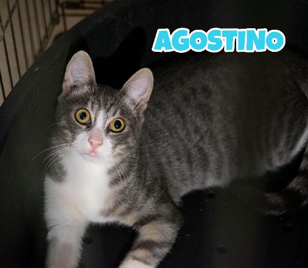 Agostino un micino dagli occhi magnetici  Foto 2