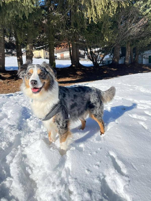 Kody Meraviglioso Pastore Australiano 