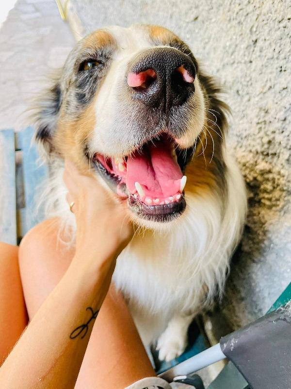 Kody meraviglioso pastore australiano  Foto 2