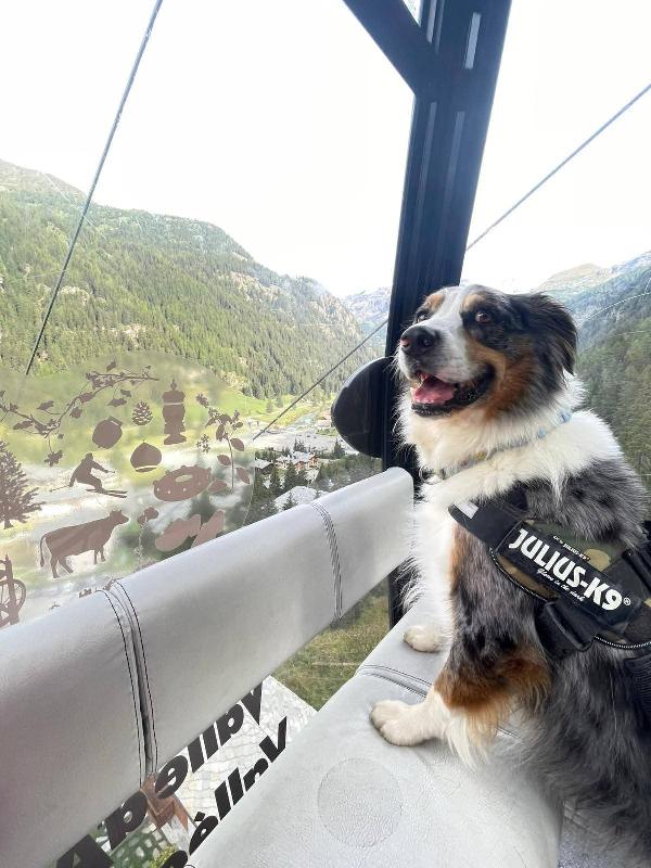 Kody meraviglioso pastore australiano  Foto 3