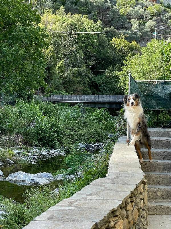 Kody meraviglioso pastore australiano  Foto 4