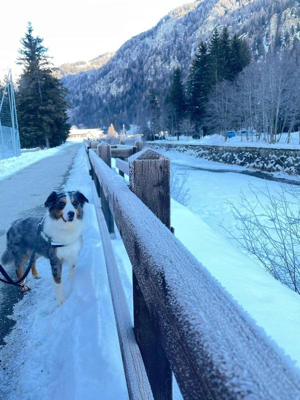 Kody meraviglioso pastore australiano  Foto 5