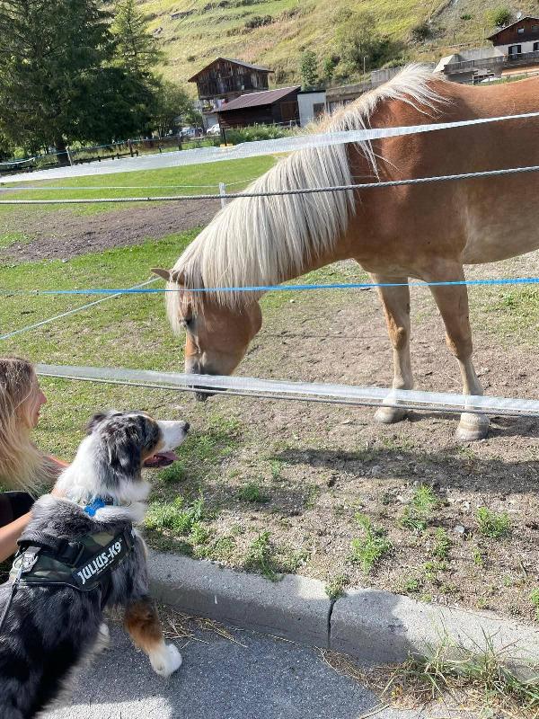 Kody meraviglioso pastore australiano  Foto 6