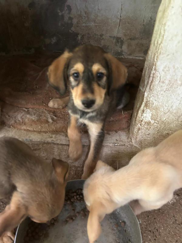 Toby Splendido Dolce Cucciolo Cerca Famiglia 