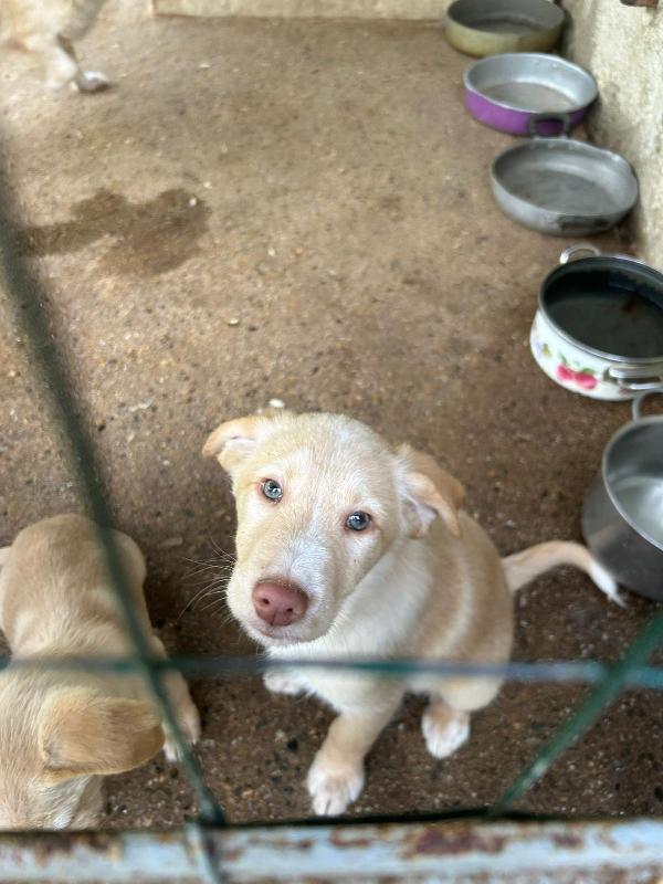 Max Splendido Dolce Cucciolo Cerca Famiglia 