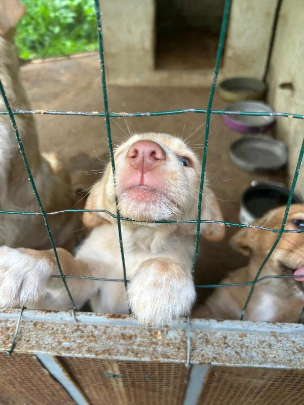 Max splendido dolce cucciolo cerca famiglia  Foto 2