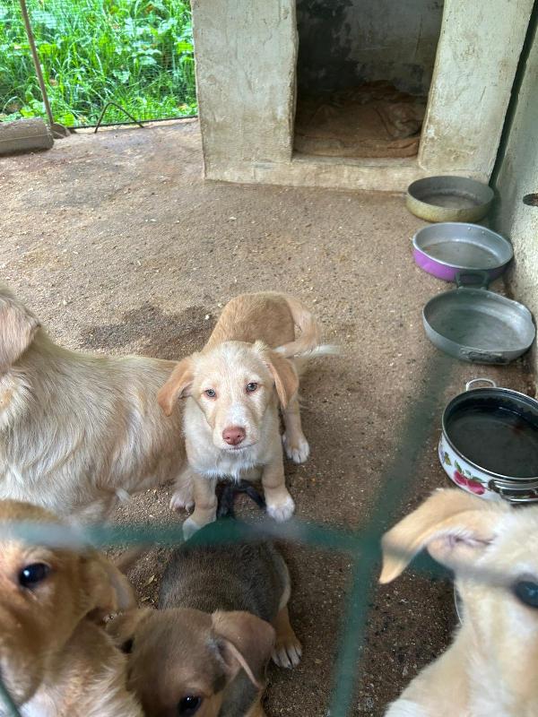 Max splendido dolce cucciolo cerca famiglia  Foto 3