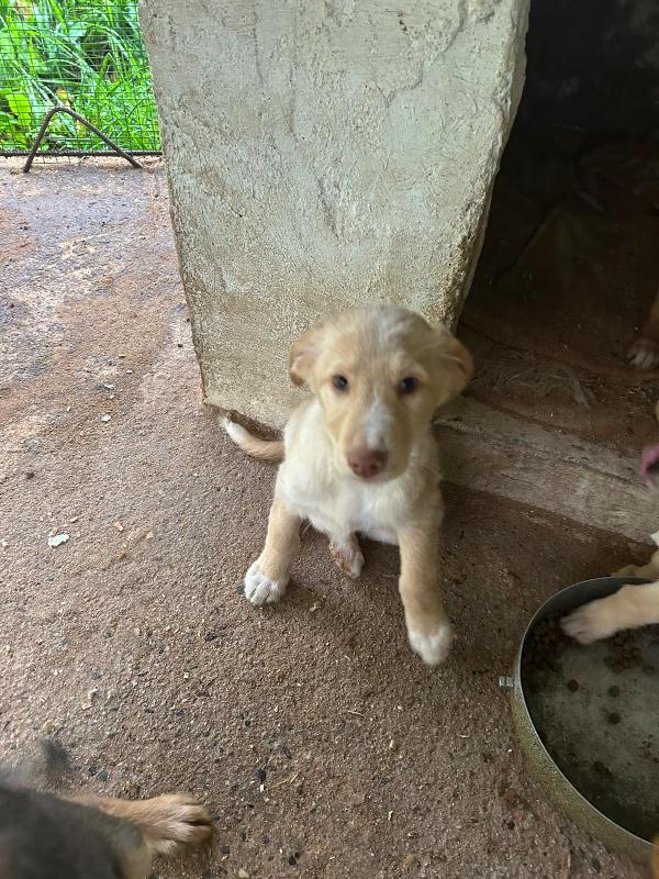 Max splendido dolce cucciolo cerca famiglia  Foto 4