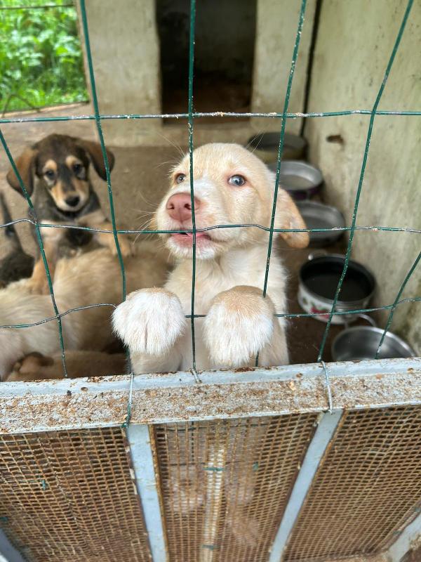 Max splendido dolce cucciolo cerca famiglia  Foto 5