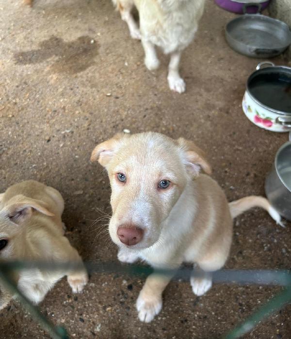 Max splendido dolce cucciolo cerca famiglia  Foto 7