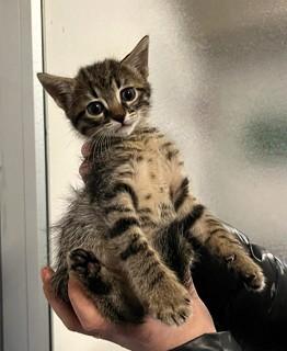 Marcello  Mino  Nada  Gattini