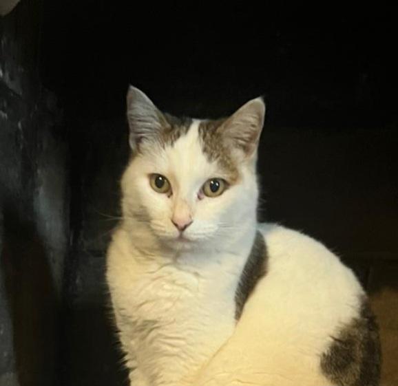 Lilli: Dolcissima Micia Di 6 Anni Cerca Famiglia