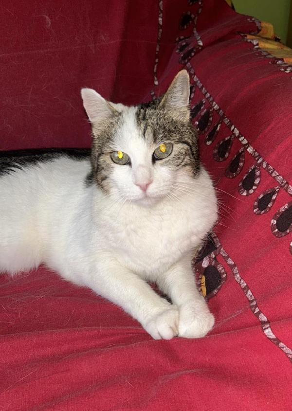 Romina: Micia Di 2 Anni Cerca Famiglia