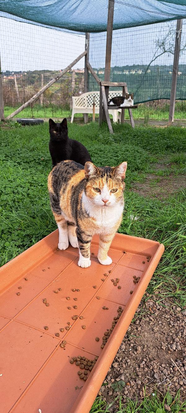 Emy:  Micia Tricolore Di 3 Anni Cerca Fam.