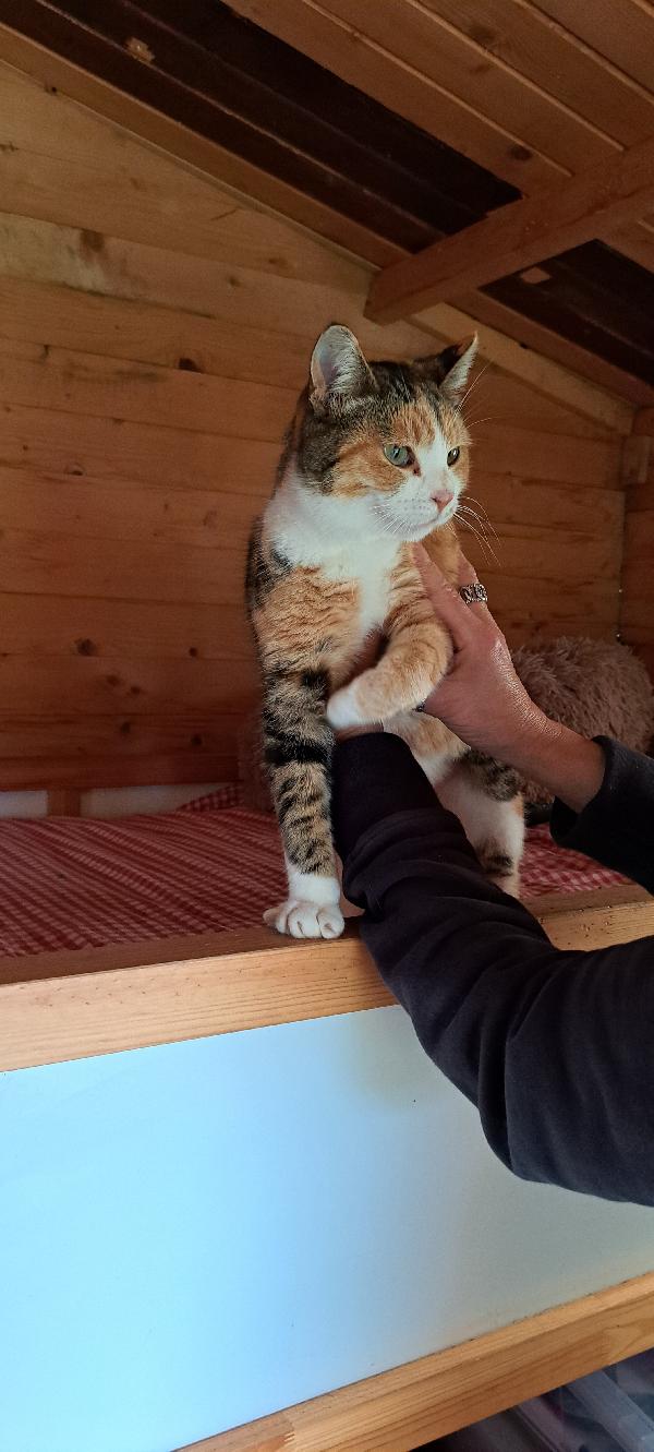 EMY:  MICIA TRICOLORE DI 3 ANNI CERCA FAM. Foto 2