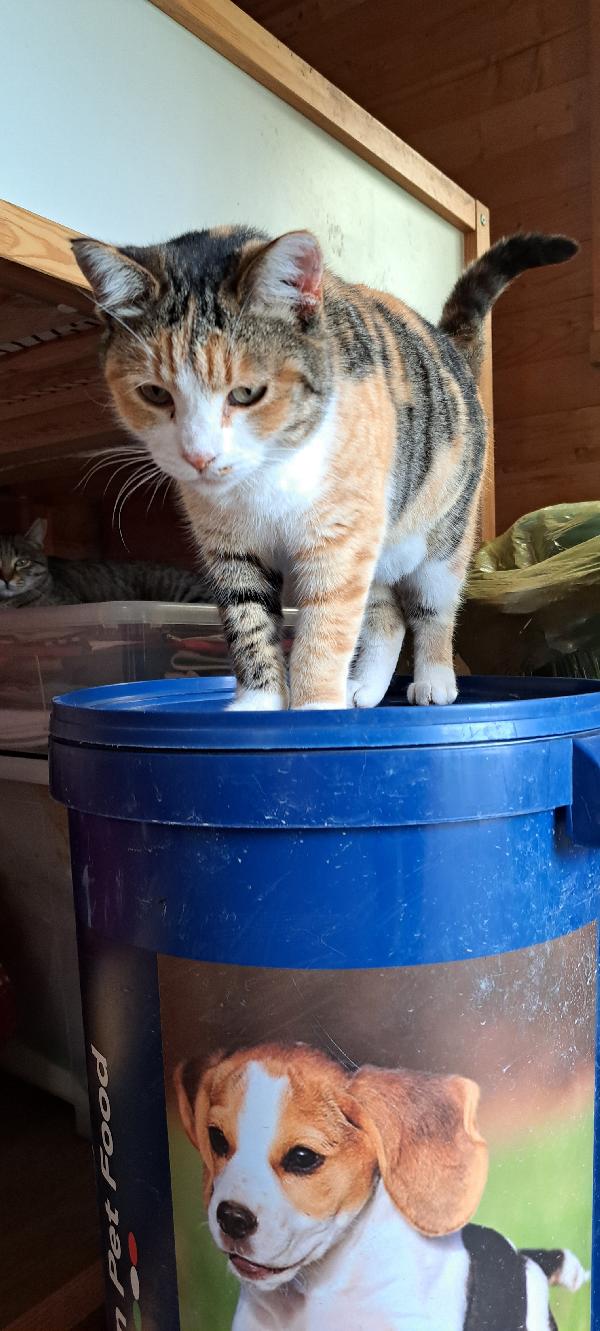 EMY:  MICIA TRICOLORE DI 3 ANNI CERCA FAM. Foto 5