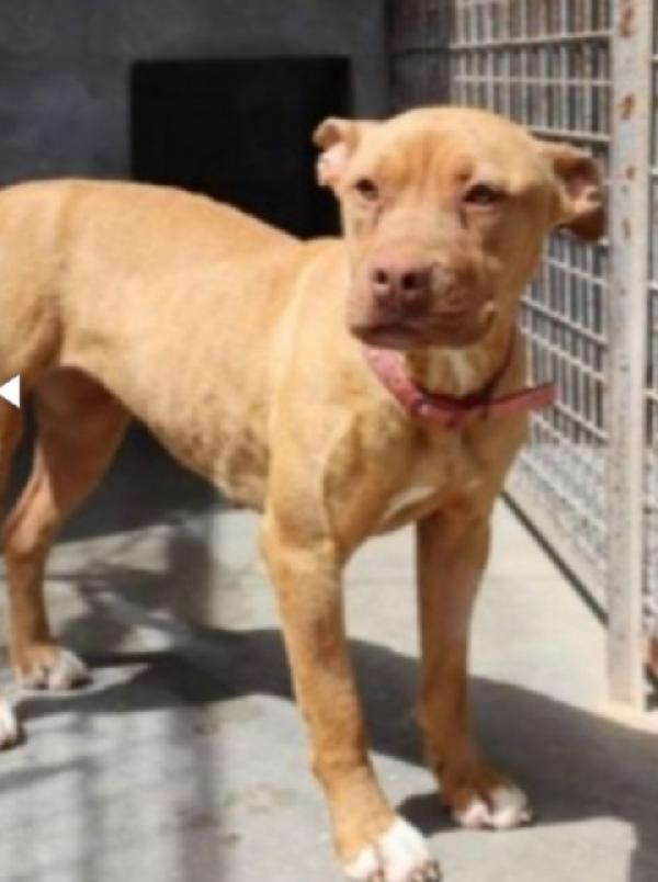 Pitbull Red Nose 4anni circa in canile da un pò! PUGLIA  Foto 3