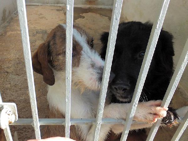 Rupert buono e socievole Foto 5