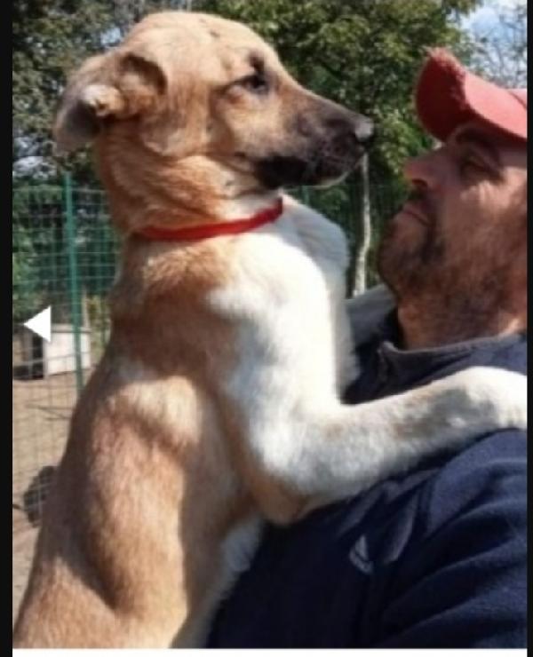 Cooky Pastorello 3Anni Salvato Da 1Lager Pavia