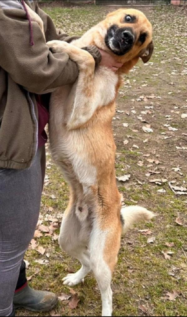 Cooky pastorello 3anni salvato da 1lager PAVIA Foto 2