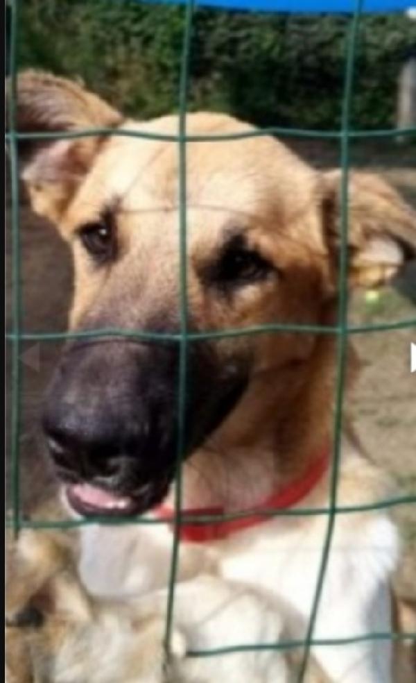 Cooky pastorello 3anni salvato da 1lager PAVIA Foto 3