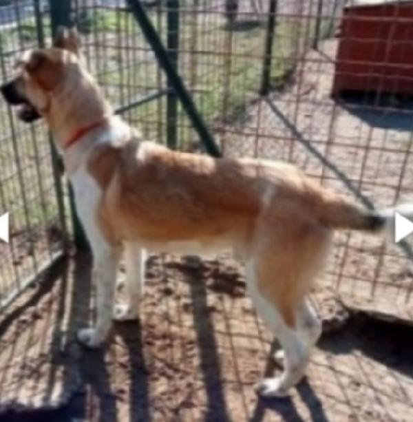 Cooky pastorello 3anni salvato da 1lager PAVIA Foto 4