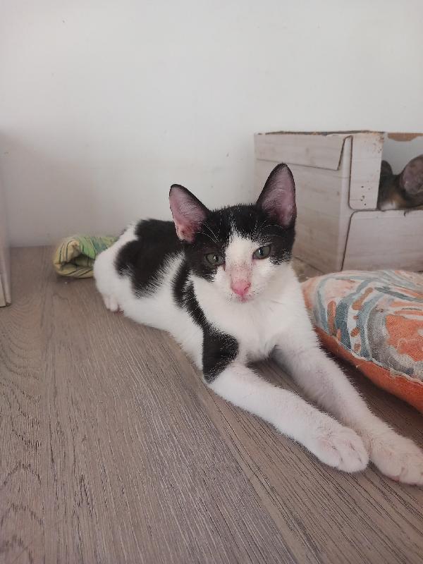 LUPIN, dolce micino da adottare! Foto 3