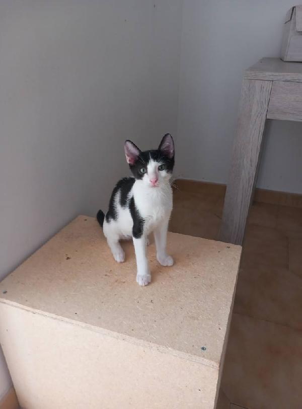 LUPIN, dolce micino da adottare! Foto 8