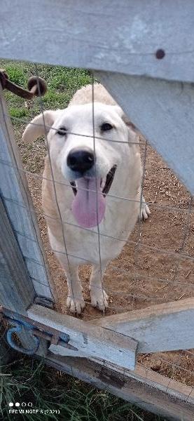 Alma Splendida Giovanotta Simil Pastore Maremmano Cerca Famiglia 