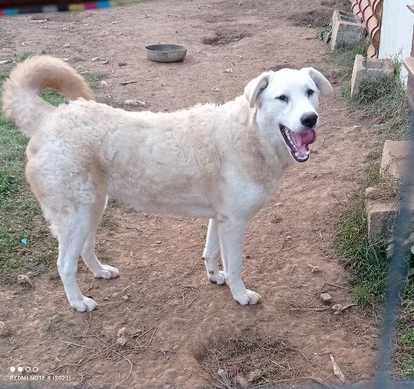 Alma splendida giovanotta simil pastore maremmano cerca famiglia  Foto 2
