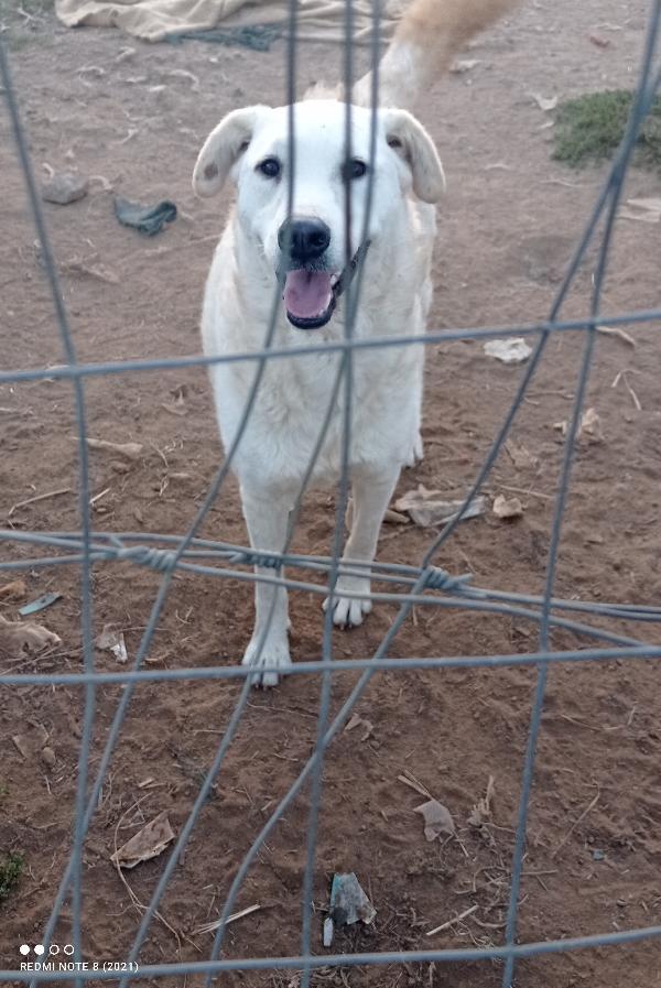 Alma splendida giovanotta simil pastore maremmano cerca famiglia  Foto 3