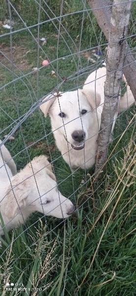 Alma splendida giovanotta simil pastore maremmano cerca famiglia  Foto 4
