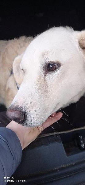 Alma splendida giovanotta simil pastore maremmano cerca famiglia  Foto 5