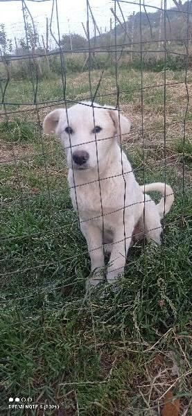 Alma splendida giovanotta simil pastore maremmano cerca famiglia  Foto 6