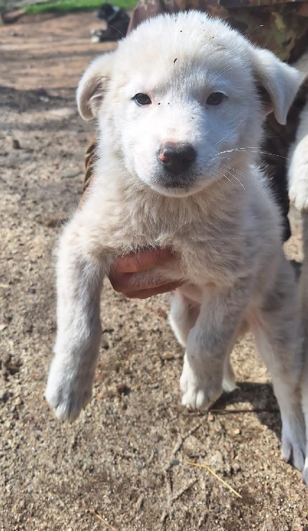 Alma splendida giovanotta simil pastore maremmano cerca famiglia  Foto 7