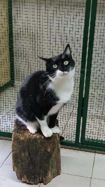 KARIN: DOLCISSIMA MICIA B/N DI 2 ANNI CERCA FAMIGLIA Foto 3