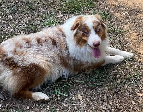 Ade PASTORE AUSTRALIANO cerca casa - in adozione! Foto 2