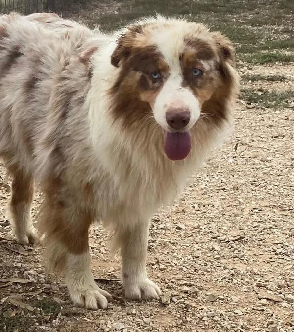 Ade PASTORE AUSTRALIANO cerca casa - in adozione! Foto 3